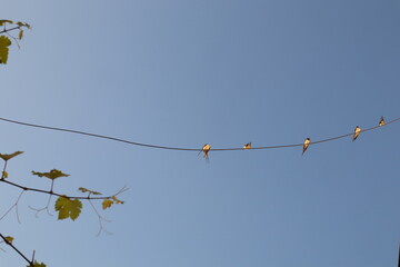 A group of barn swallows perched on an electric wire, chirping in harmony. A peaceful moment capturing natural bird behavior. Ideal for documentaries, nature scenes, and educational media. swallow
