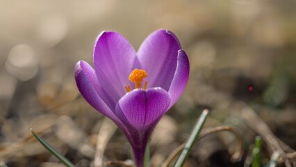 Purple crocus flower. Macro photography.
