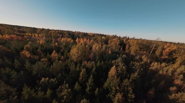 sunset in the forest autumn lithuania