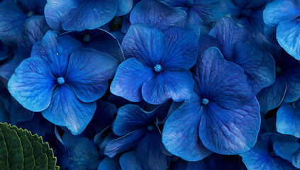 A background of blue hydrangea flowers