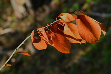 Jesienne kolory w lesie.