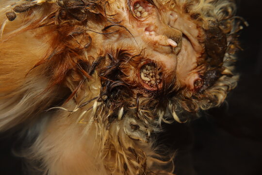 Neglected sheep infected with fly larvae (myiasis) showing multiple untreated wounds and bleeding around the eyes caused by ticks. Powerful veterinary clip shows animal neglect and welfare awareness.