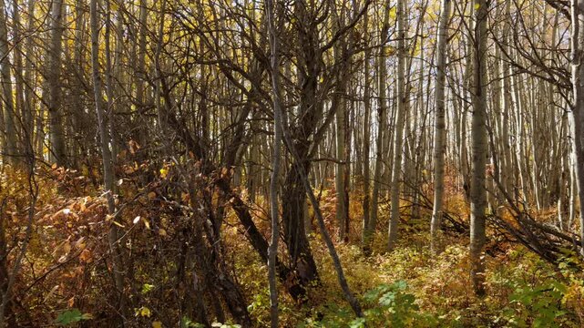 Autumnal leaves falling from trees in the woods