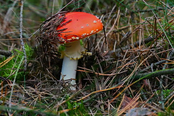 Jesienne kolory w lesie.