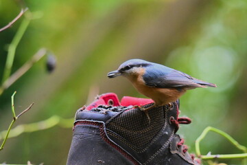 Kowalik. Pięknie  ubarwiony ptak przydomowy. Poland. © grzegorz