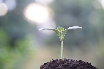 Pumpkin sprout growing under sunlight