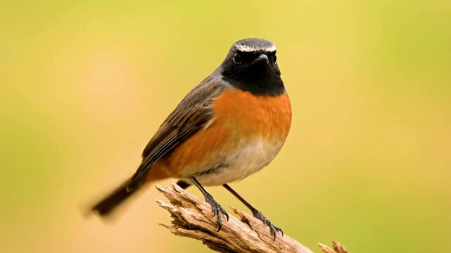 A male common redstart bird perched on a dry branch with a soft yellowgreen background