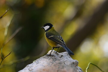 Sikorka. Pięknie  ubarwiony ptak przydomowy. Poland.
