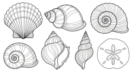 Detailed monochrome illustration of various seashell shapes and marine life designs