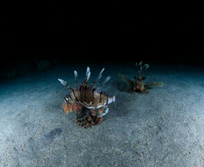 Two lionfish hunt in the sand during the dark sea night.