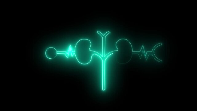 Glowing Human kidney icon animation. This renal system symbol is a neon kidney 4k animation. The kidney was divided into the right and left halves icon animated. heart ...
