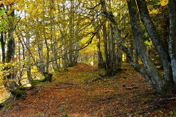 Obraz premium Beautiful temperate, deciduous, broadleaf beech forest in autumn