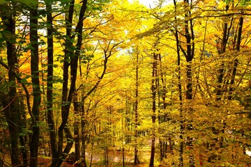 Beautiful yellow colored autumn temperate, deciduous, broadleaf beech forest