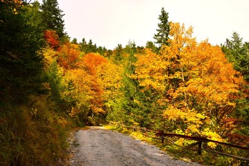 Obraz premium Gravel road in a coorful autumn forest in yellow and orange colors