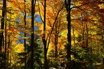 Orange and yellow colored autumn broadleaf, deciduous, temperate forest