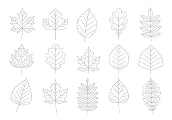 Fototapeta premium Collection of stylized line art illustrations of various deciduous tree leaves.