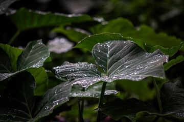 green plants foliage