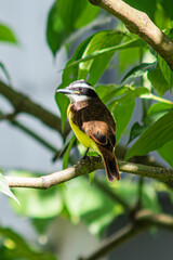 Beautiful colombian bird in a tree branch