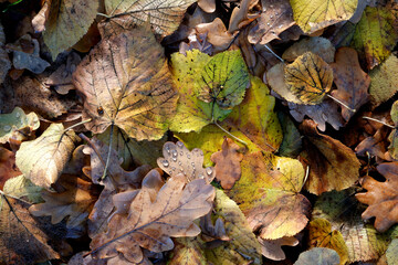 Colorful autumn leaves create a vibrant forest floor scene