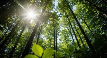 Sunlight filtering through the lush green canopy of tall trees in a dense forest, creating a serene and natural atmosphere