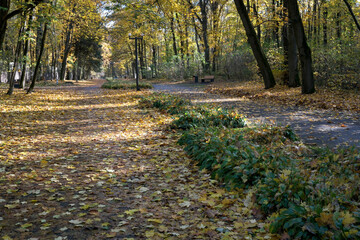 Autumn leaves create a colorful path in the tranquil park