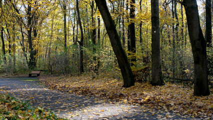 Golden leaves whispering secrets along a winding forest path