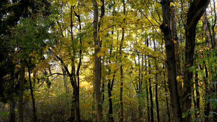 Golden leaves dance in a tranquil autumn forest near twilight