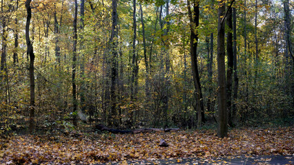 Vibrant autumn forest with golden leaves on the ground at midday