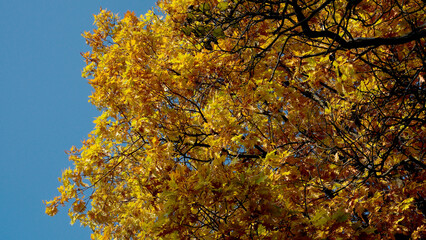 Bright autumn leaves against a clear blue sky during fall