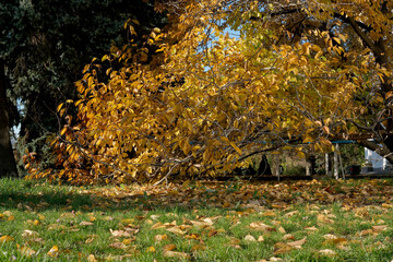 Vibrant autumn foliage blankets the ground in a serene park scene