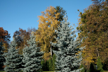 Colorful autumn trees in a serene natural park setting