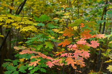 Jesienne kolory w lesie.