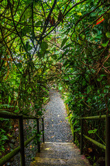 footpath in the woods