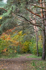 Jesienne kolory w lesie.