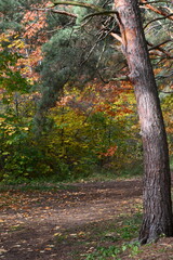 Jesienne kolory w lesie.