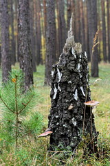 Jesienne kolory w lesie.