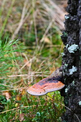 Jesienne kolory w lesie.