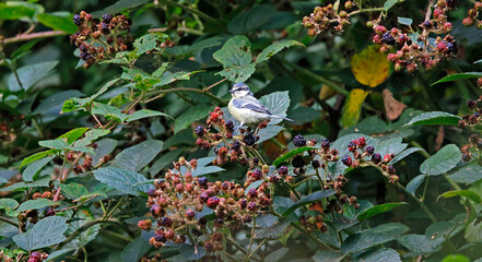 Blue tits feeding on blackberries