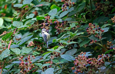 Blue tits feeding on blackberries