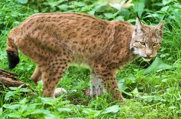 Wild lynx prowling through lush green forest undergrowth