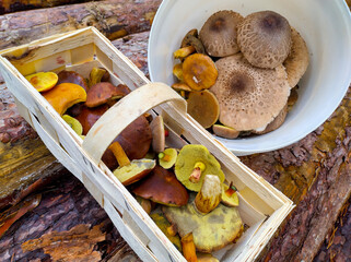 Freshly picked mushrooms fill basket after foraging