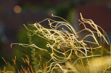 Golden grasses sway gently in warm evening sunlight
