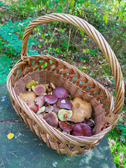 Fresh mushrooms in rustic basket on forest floor