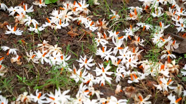 Night Jasmine or Coral Jasmine scientific name Nyctanthes arbor-tristis also known as Parijat or Shiuli panning shot 3