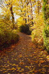 Aleja parkowa w jesiennej, złotej odsłonie