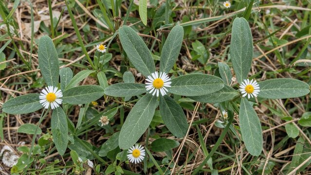 Sphagneticola trilobata, also known as the Bay Biscayne creeping-oxeye, merigold Singapore daisy, creeping-oxeye, trailing daisy, and wedelia, is a plant in the tribe Heliantheae, family Asteraceae