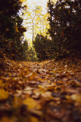 Dywany z liści jesiennych, kolorowych, polska złota jesień