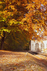 Dywany z liści jesiennych, kolorowych, polska złota jesień