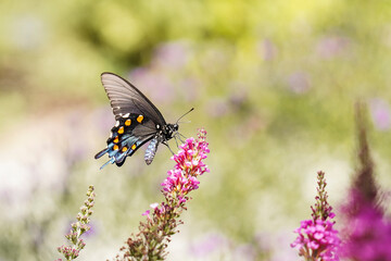 Butterfly on a flower