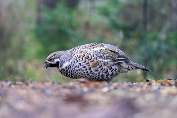 A male hazel grouse walking on the ground